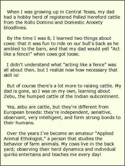  When I was growing up in Central Texas, my dad had a hobby herd of registered Polled Hereford cattle from the Rollo Domino and Domestic Anxiety bloodlines. By the time I was 8, I learned two things about cows: that it was fun to ride on our bull's back as he ambled to the barn, and that my dad would yell "Act like a fence!" when cows got loose. I didn't understand what "acting like a fence" was all about then, but I realize now how necessary that skill is! But of course there's a lot more to raising cattle. My dad is gone, so I was on my own, learning about Zebu, the humped cattle of the Indian subcontinent. Yes, zebu are cattle, but they're different from European breeds: they're independent, sensitive, observant, very intelligent, and form strong bonds to their humans. Over the years I've become an amateur "Applied Animal Ethologist," a person that studies the behavior of farm animals. My cows live in the back yard; observing their herd dynamics and individual quirks entertains and teaches me every day! 