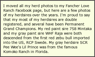 I moved all my herd photos to my Fancher Love Ranch Facebook page, but here are a few photos of my herdsires over the years. I'm proud to say that my most of my herdsires are double registered, and several have been Permanent Grand Champions. My red paint sire 758 Mintaka and my gray paint sire WHF Raja were both descended from the first red zebu bull imported into the US, RCP Swede. My gray herdsire SCR Pee Wee's Lil Prince was from the famous Komoko Ranch in Florida.